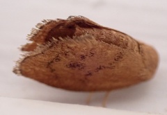 Heterogenea shurtleffi