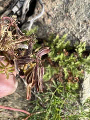 Lomatium brandegeei