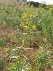 Euphorbiaceae