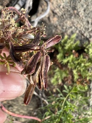 Lomatium brandegeei