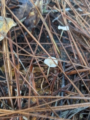 Lactocollybia