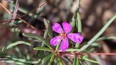 Phemeranthus mengesii