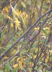 Emberiza pusilla