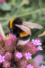 Bombus