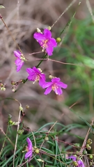 Phemeranthus mengesii