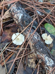 Lactocollybia