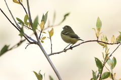 Phylloscopus humei