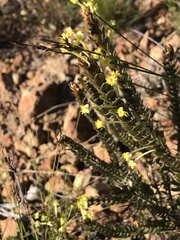 Struthiola argentea