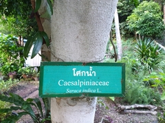 Saraca indica