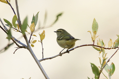 Phylloscopus humei