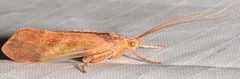 Limnephilus indivisus