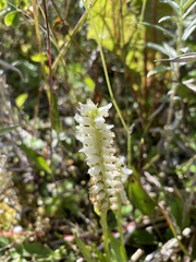 Spiranthes romanzoffiana
