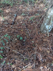 Lactocollybia