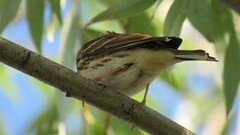 Emberiza rustica
