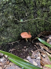 Phylloporus