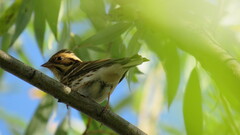 Emberiza rustica