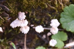 Marasmius rotula