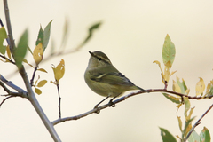 Phylloscopus humei