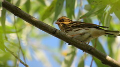 Emberiza rustica