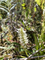 Spiranthes romanzoffiana