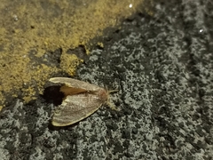 Orvasca subnotata
