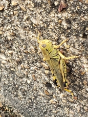 Melanoplus differentialis