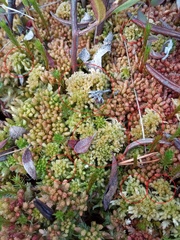 Sphagnum angustifolium
