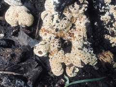 Pseudoinonotus