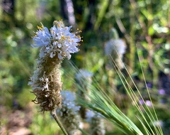 Dalea albiflora