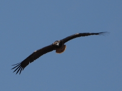 Neophron percnopterus