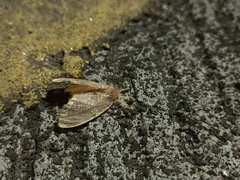 Orvasca subnotata