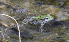 Pelophylax ridibundus
