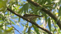 Emberiza rustica