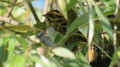Emberiza rustica