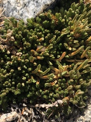 Selaginella watsonii