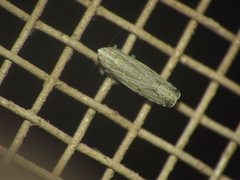 Multiproductus