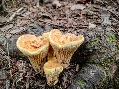 Turbinellus floccosus