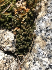 Selaginella watsonii