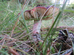 Russula sanguinea