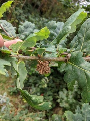 Andricus foecundatrix