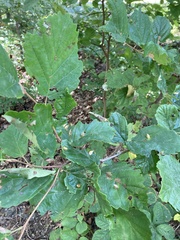 Hormaphis hamamelidis
