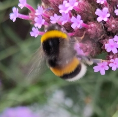 Bombus
