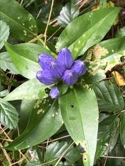 Gentiana clausa