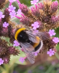 Bombus