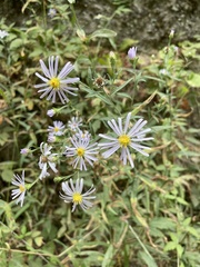 Symphyotrichum subspicatum