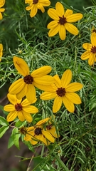 Coreopsis