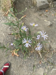 Symphyotrichum subspicatum