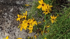 Coreopsis