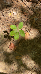 Potentilla canadensis