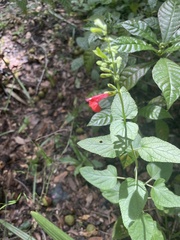 Salvia coccinea